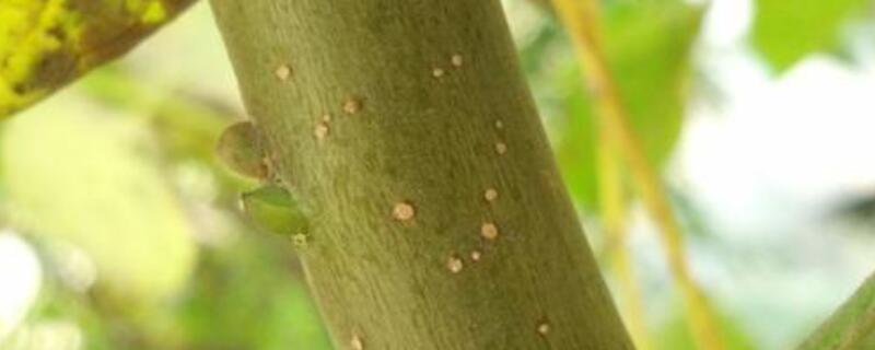 果树上有腻虫怎么办（果树长虫怎么办）