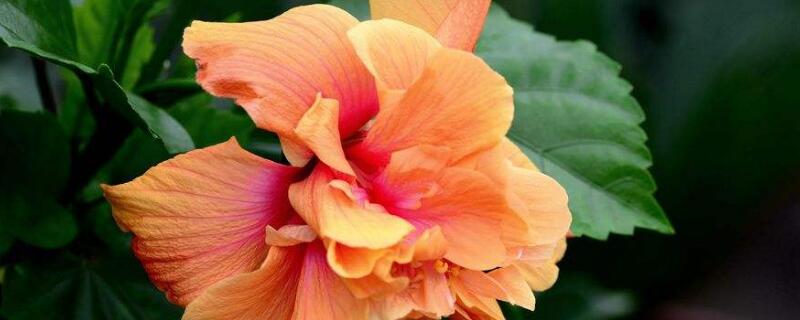 朱瑾牡丹花的修剪方法(朱槿牡丹的修剪方法图)