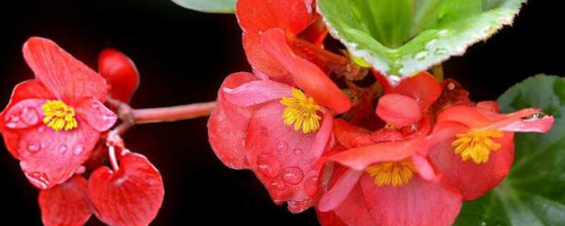 怎样养玻璃海棠(怎么养玻璃海棠)