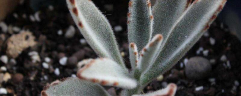 黑兔耳怎么养成老桩（红兔耳怎么养成老桩）