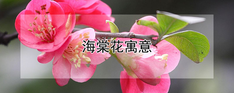 海棠花寓意（海棠花象征意义）