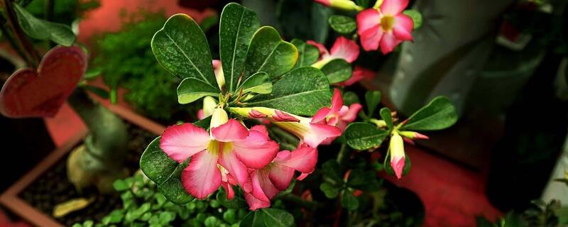 沙漠玫瑰提根方法 沙漠玫瑰多久提一次根