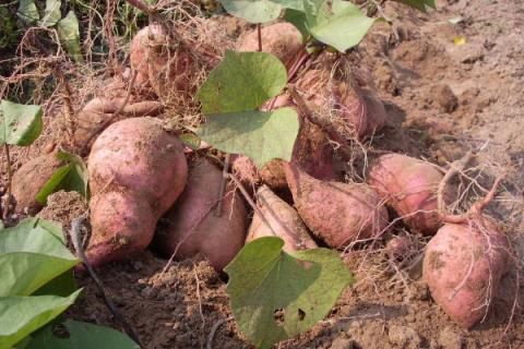 如何种红薯不生虫