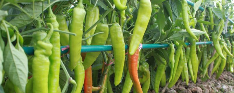 坐果灵在什么时候喷洒(坐果灵什么时候喷最好)