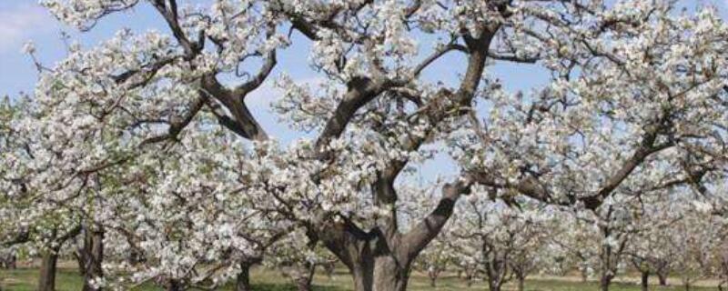 南长滩梨树几月开花（梨树几月发芽几月开花）