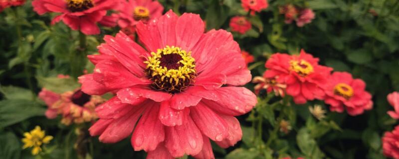 百日菊的种植时间（百日菊的生长环境）