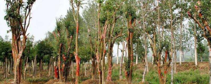木瓜树怎么养容易结果 木瓜树如何栽植,以及养护技巧