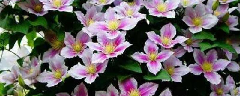 铁线莲发芽后怎样施肥(铁线莲发芽后怎么管理)