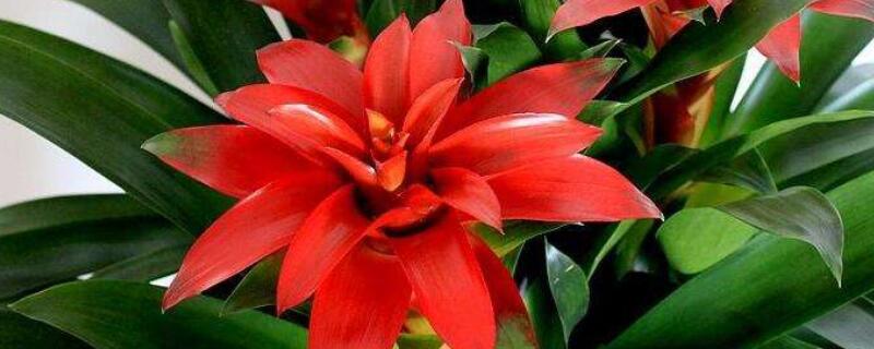 红运当头花怎么养繁值 红运当头花怎么养?