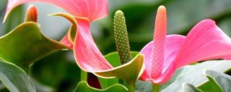 粉掌养护方法 花卉粉掌的养护