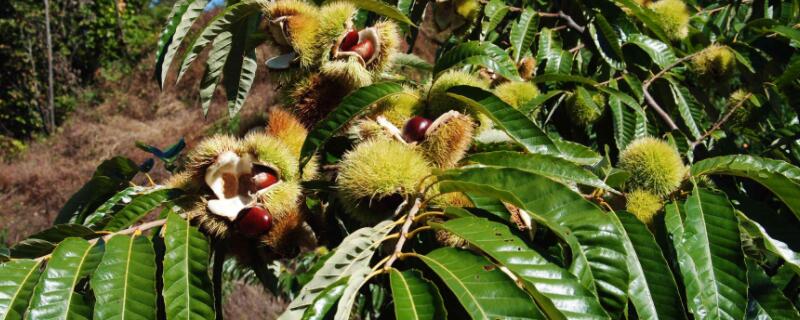 树上为什么会结果子 为什么树上会结出果子