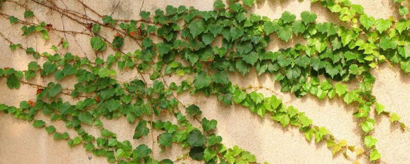 常春藤干枯了还会活吗(常春藤叶子干枯了还能活吗)