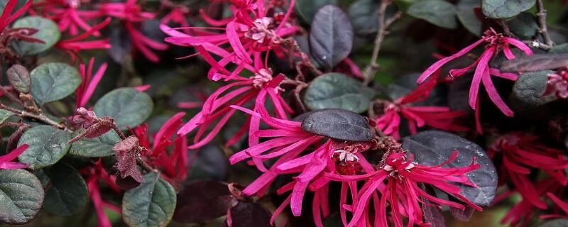 红花继木怎么养殖 盆栽红花继木怎么养殖