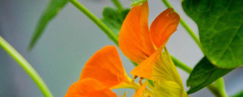 旱金莲夏天怎么养 旱金莲夏天怎么养护