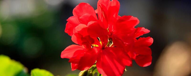 石腊红水培 水培万年红