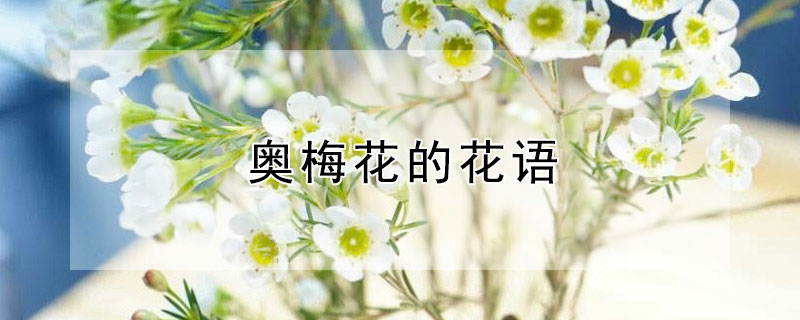 奥梅花的花语（奥梅花的花语简短）