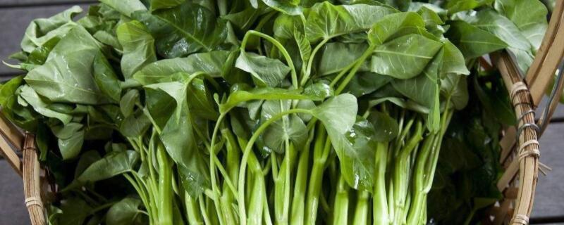 空心菜发黄是怎么回事 空心菜怎么会黄黄的