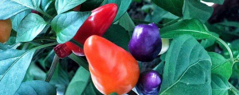 盆栽彩椒种植方法 盆栽彩椒种植方法视频