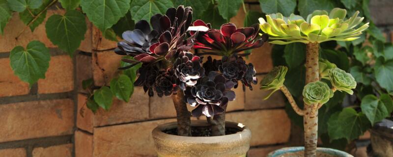 法师多肉养殖方法（圆叶法师多肉养殖方法）