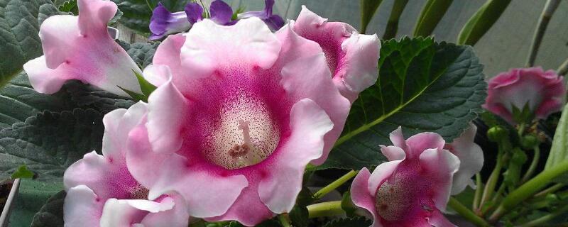 大岩桐开完花后怎么办（大岩桐开花后怎样处理）