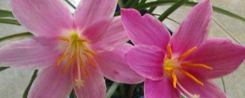 风雨兰移栽后怎么养护（怎样栽风雨兰）