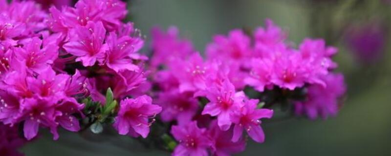 杜鹃怎么修剪（高山杜鹃怎么修剪）