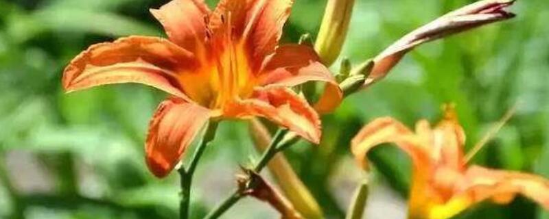 萱草花后修剪（萱草开完花怎样修剪）