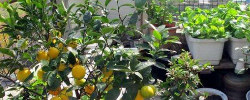柠檬叶子发黄变卷 柠檬新叶子变黄 还卷卷的