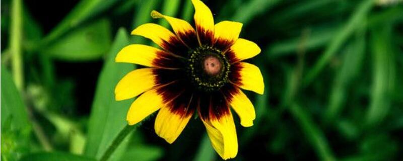 黑心金光菊怎么种（黑心金光菊和黑心菊）