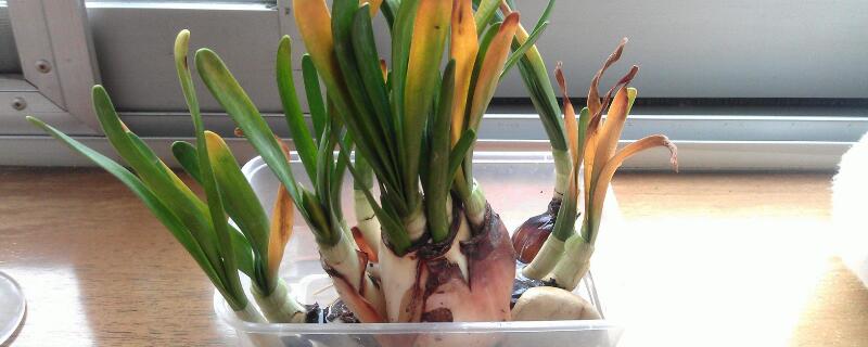 水培植物怎么养 水培植物怎么种植