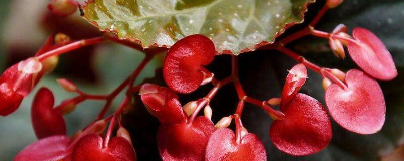 四季海棠开完花后修剪 四季海棠花后怎样修剪