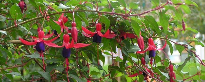 倒挂金钟种子种植方法（倒挂金钟种子种植方法视频）