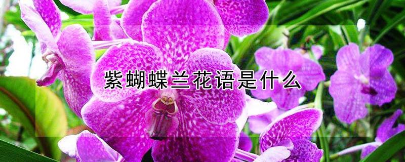 紫蝴蝶兰花语是什么（淡紫色蝴蝶兰花语）