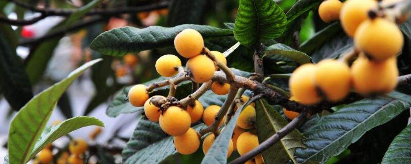 枇杷籽可以种吗（枇杷籽可以直接种吗）