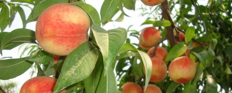 桃树防冻液什么时候打（猕猴桃树防冻液什么时候打）