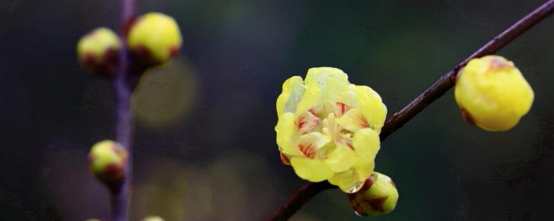 腊梅放花瓶里怎么养（腊梅在花瓶里怎么养）