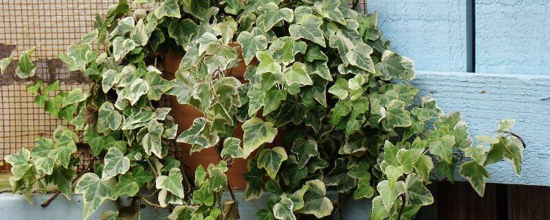 金边常春藤怎么爆盆 金边常春藤的养殖方法