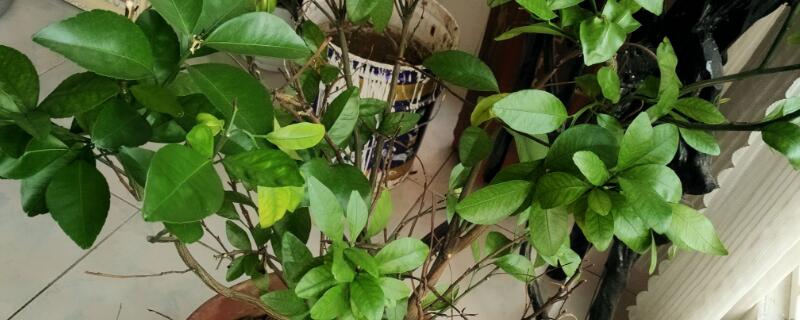 桔子树叶子发黄的原因(桔子树叶子发黄的原因及防治图片)