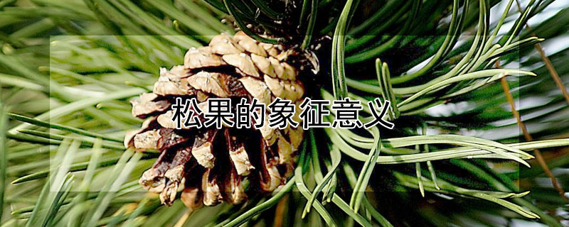 松果的象征意义（松果象征什么意义）