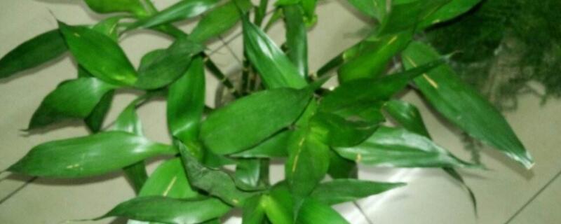 转运竹杆发黄了怎么办（转运竹杆发黄了怎么办放甲硝唑）