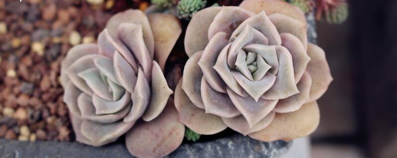 可爱玫瑰多肉怎么养 可爱玫瑰多肉怎么养成老桩