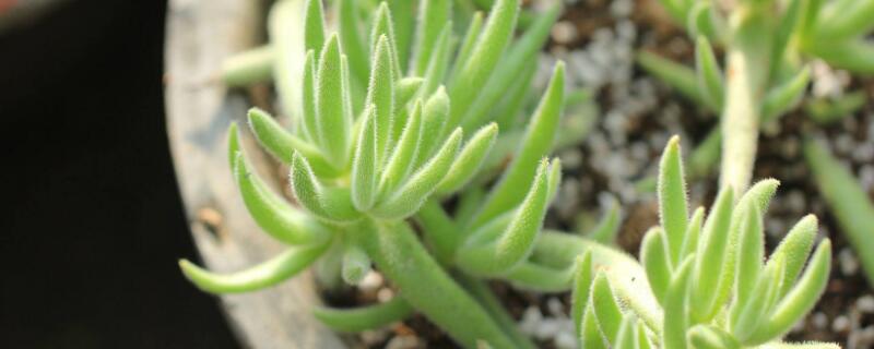 多肉植物九尾狐怎么养（九尾狐多肉怎样栽培）