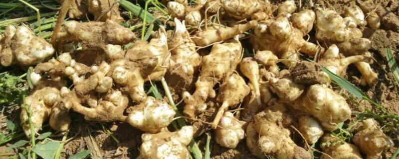 洋姜几月份种植(洋姜什么时间种植)