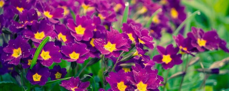 太阳花不开花什么原因 太阳花不开花是怎么回事