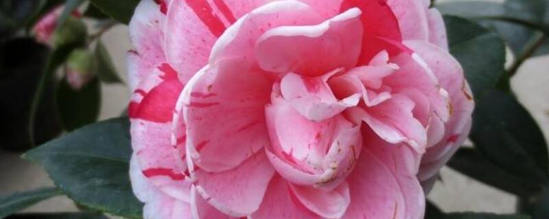 五色赤丹养殖方法 五色赤丹好养活吗