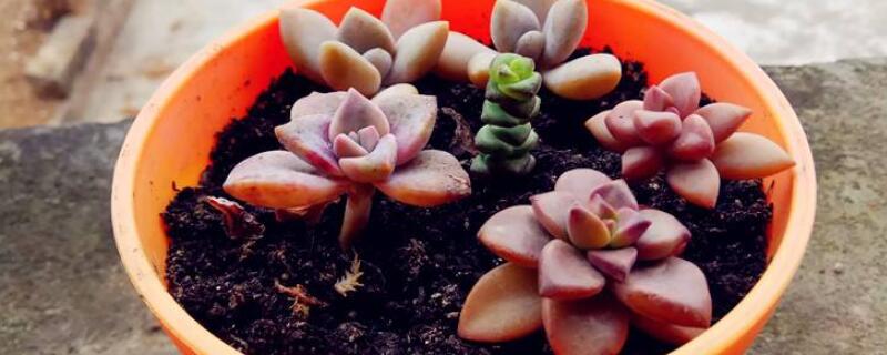 多肉的叶子掉了 多肉的叶子掉了,还能再长吗?