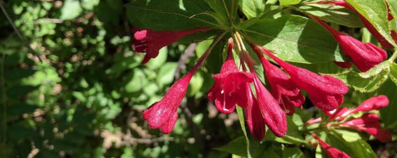 锦带花的养殖方法（锦带花的养殖方法视频）