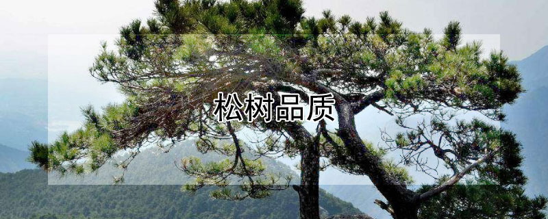 松树品质 松树品质的作文