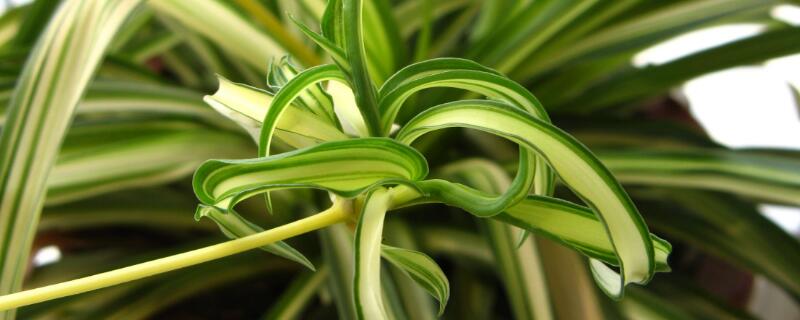 家里适合养什么花 家里适合养什么花对身体健康