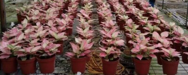 水培吉利红怎么养（吉利红的水培方法和注意事项）